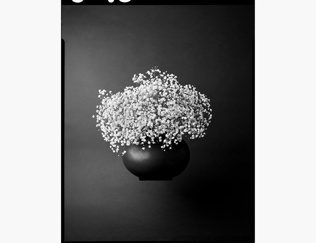 Photograph of flowers in a book with text