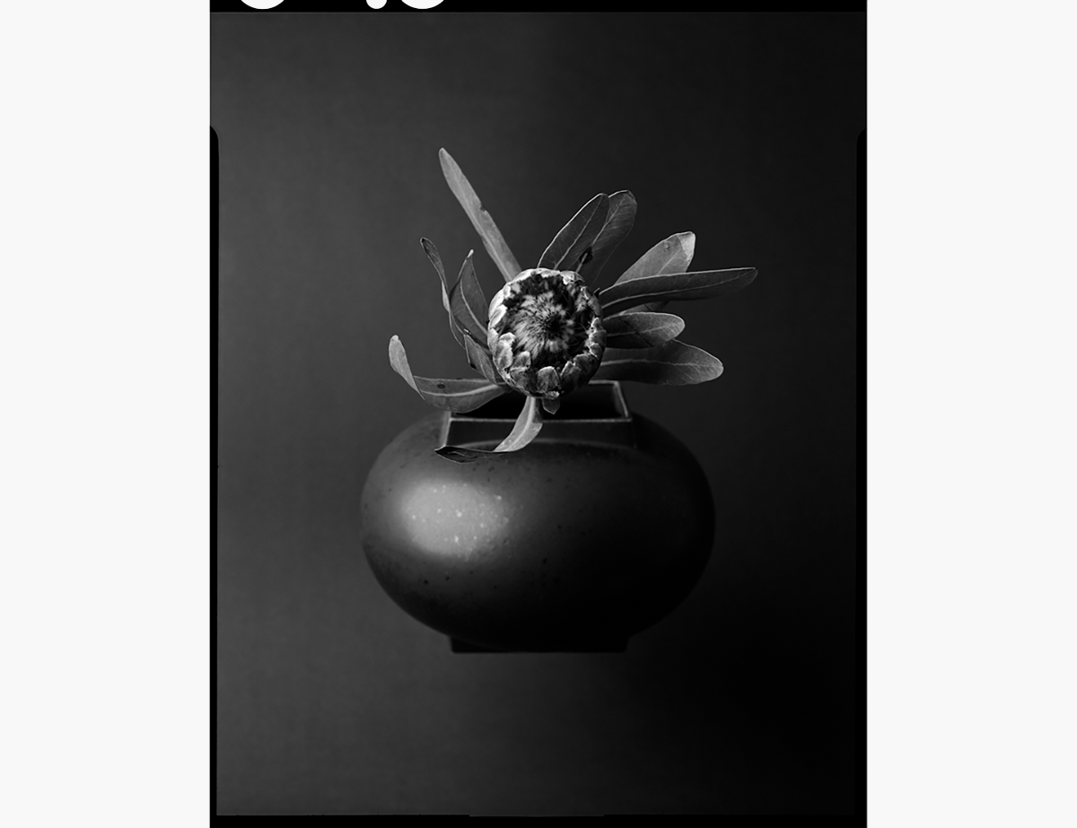 Photograph of flowers in a book with text