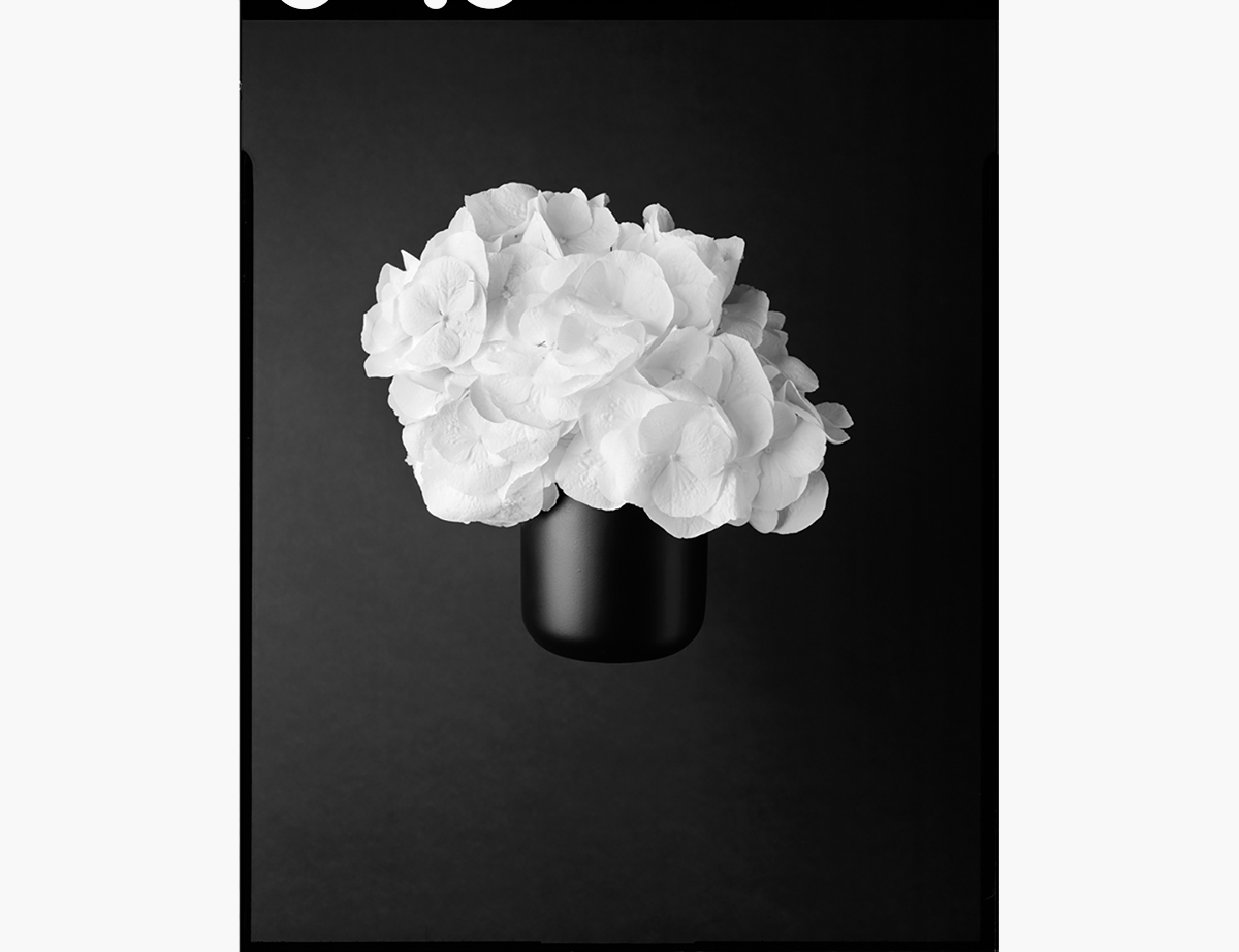 Photograph of flowers in a book with text