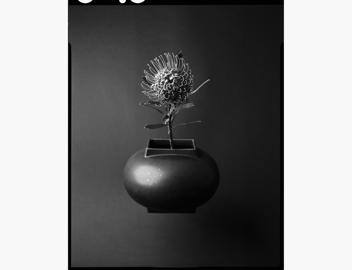 Photograph of flowers in a book with text