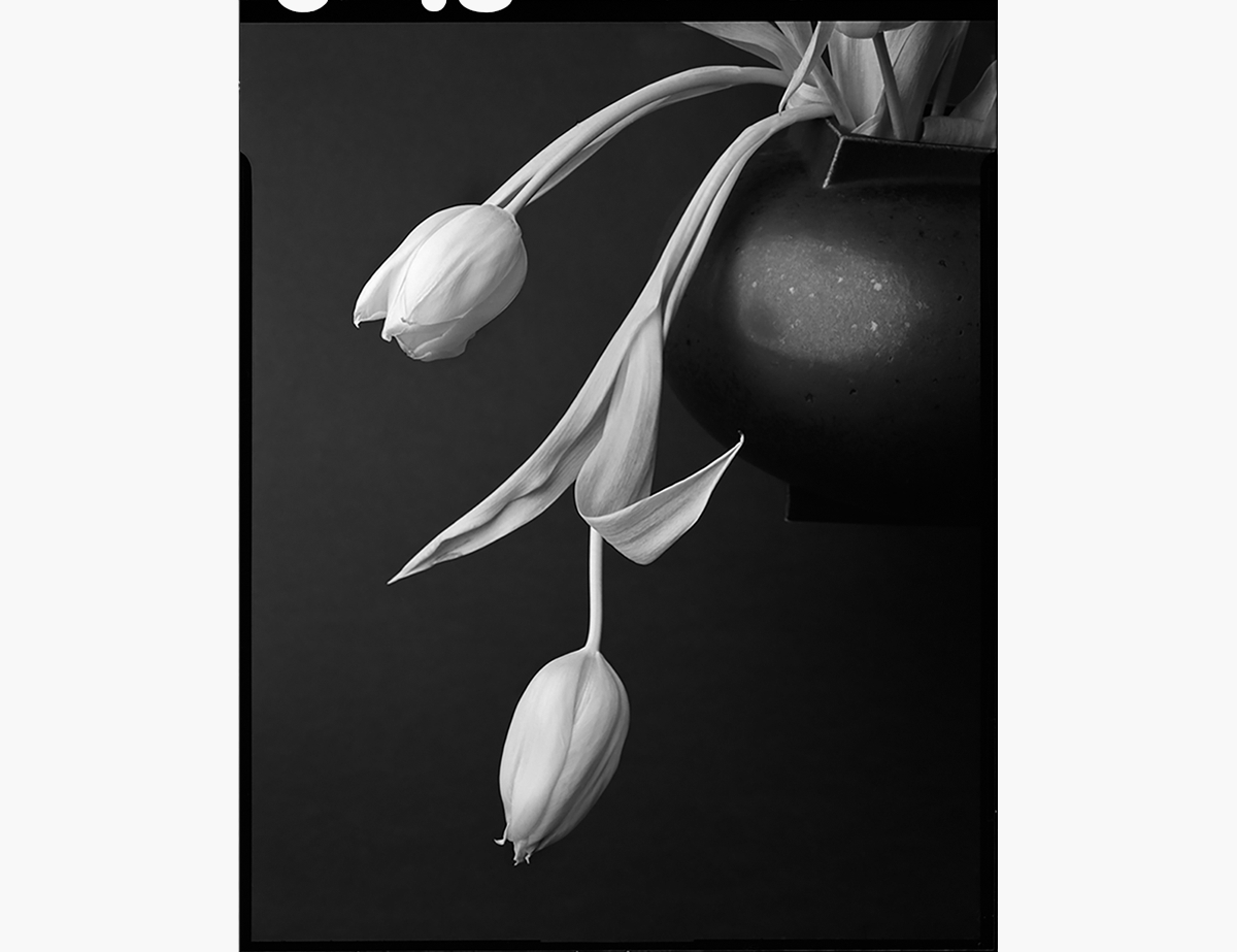 Photograph of flowers in a book with text